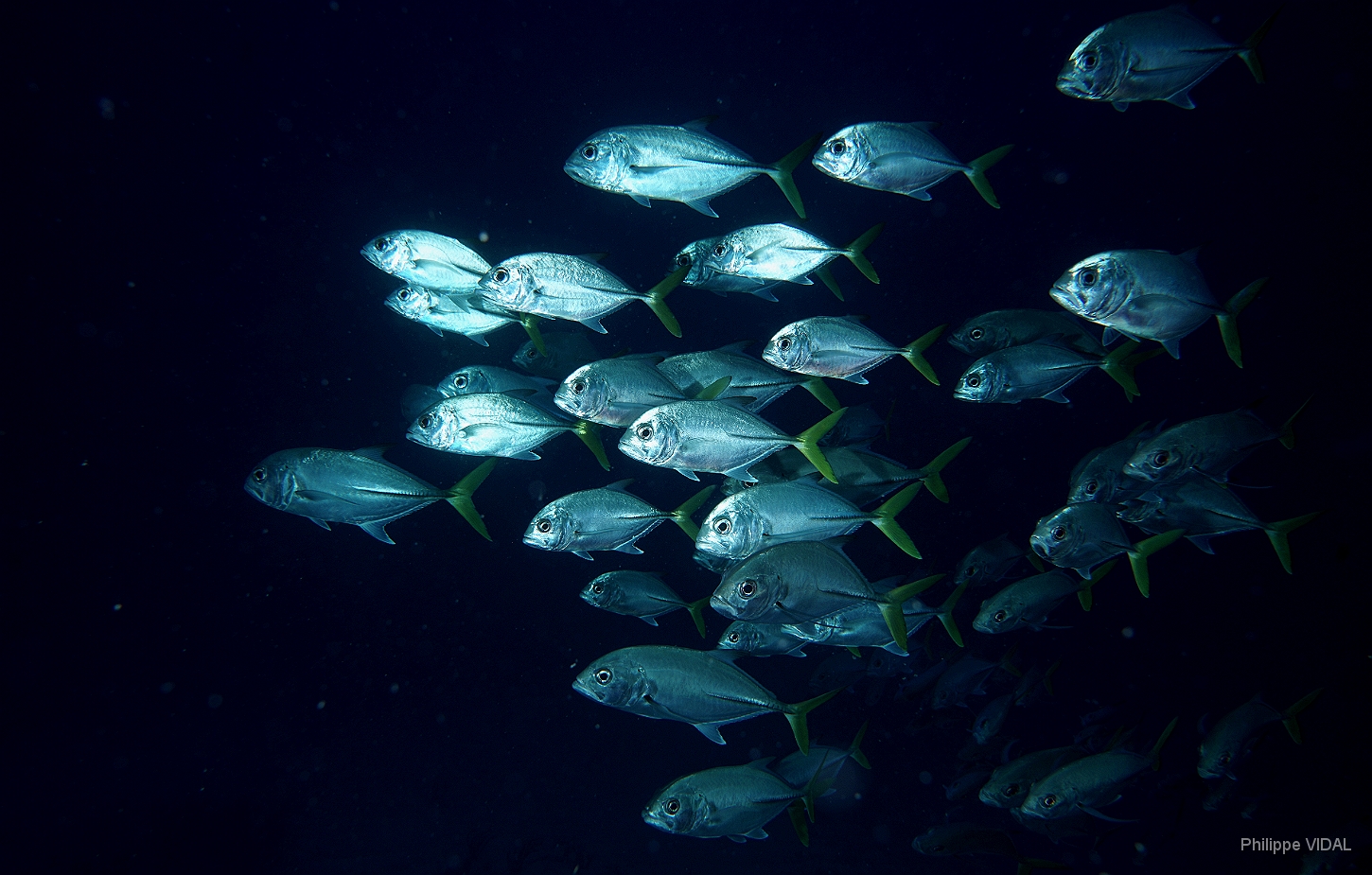 MediaEarth - Bahamas 2017 - DSC02333_rc - Horse-eye jack - Carangue Mayole - Caranx latus.jpg